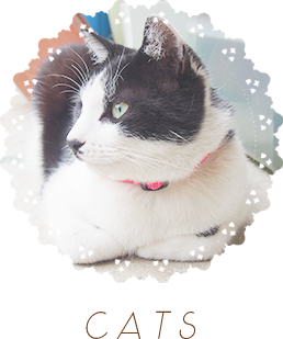 cats