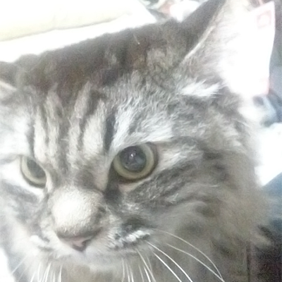cats