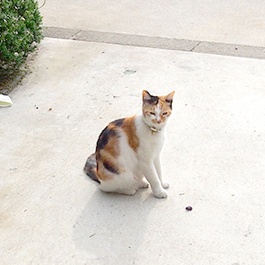 cats
