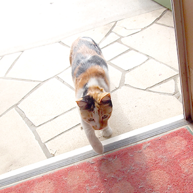 cats