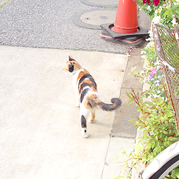 cats