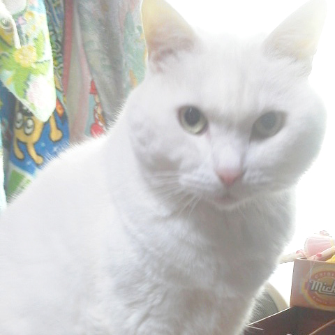 cats