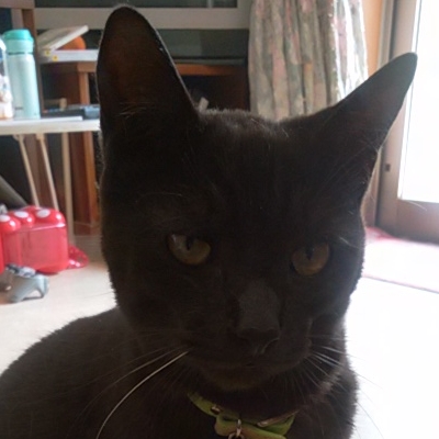 cats