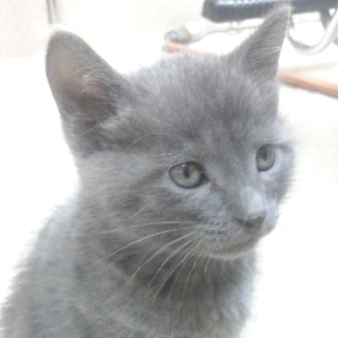 cats