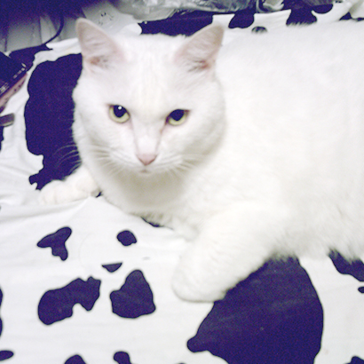 cats