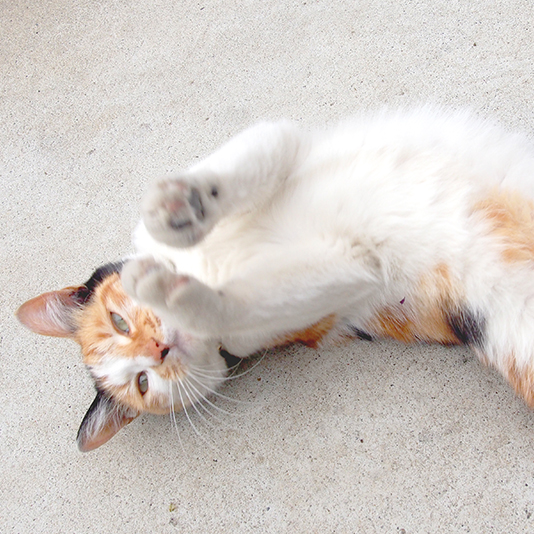 cats