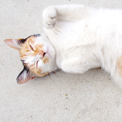 cats