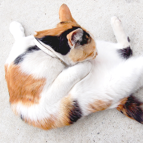 cats