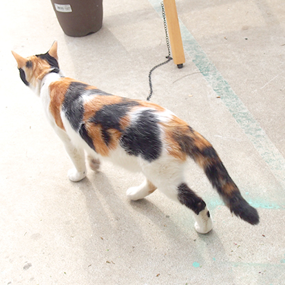 cats